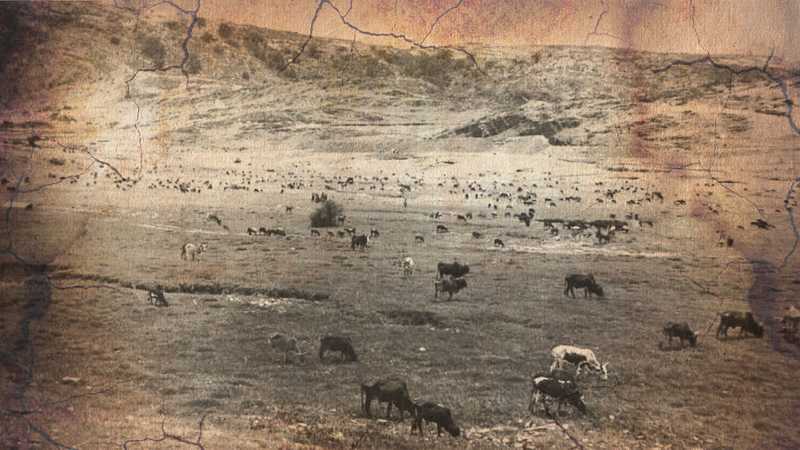 Segeneiti, cattle grazing in the valley, photo by Candussio, 1938