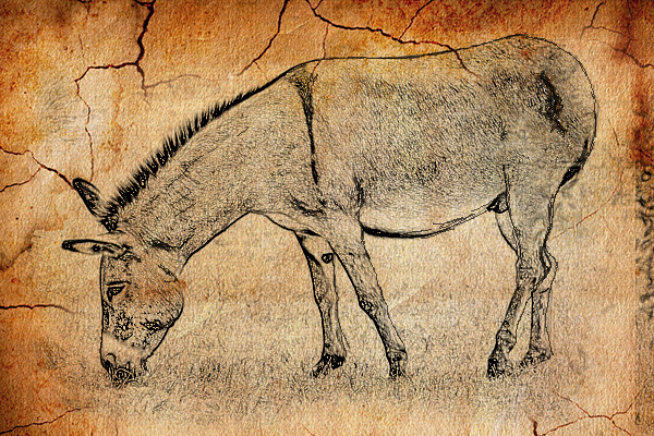 donkey grazing